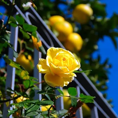B&B La Magnolia 3*