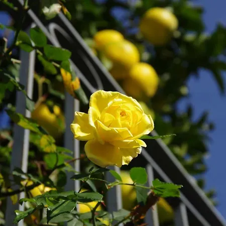 Bed & Breakfast La Magnolia 3*